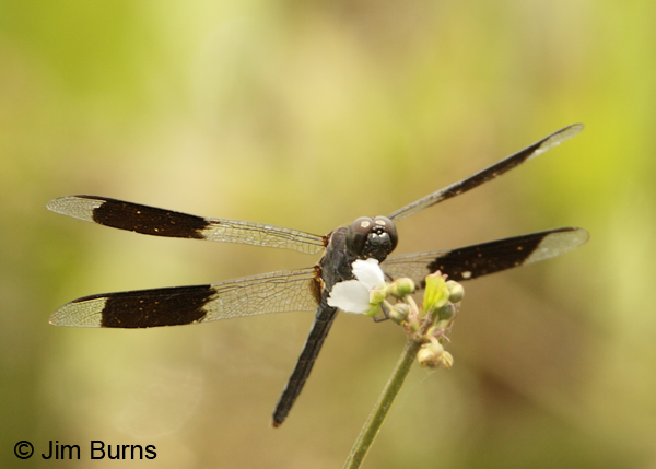 Band-winged Dragonlet male, Cano Negro, CR, May 2012