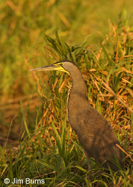 Bare-throatedTiger-Heron