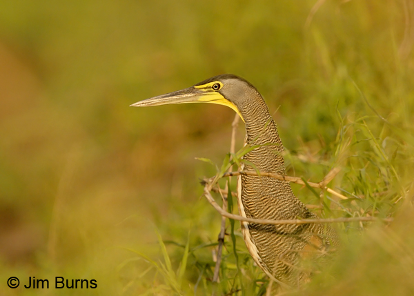 Bare-throatedTiger-Heron in habitat