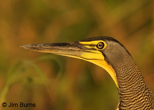 Bare-throatedTiger-Heron head shot