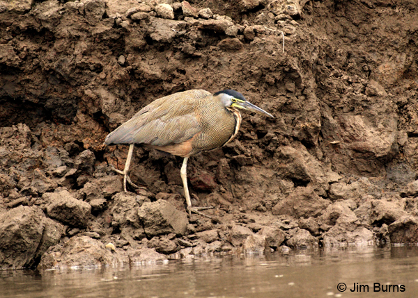 Bare-throated Tiger-Heron along river