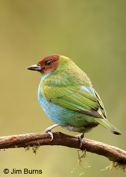Bay-headed Tanager dorsal view