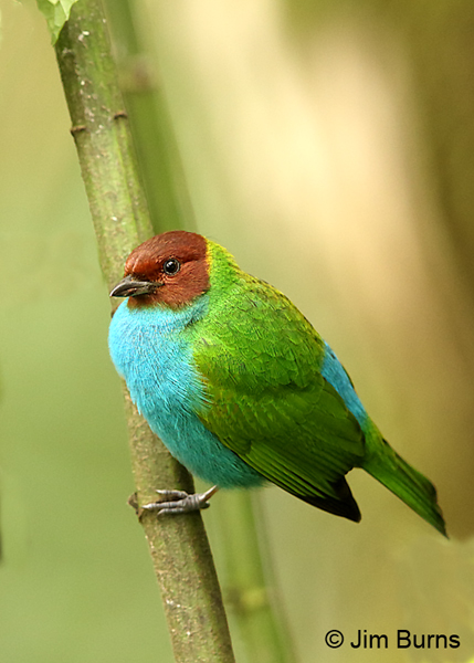 Bay-headed Tanager on vine