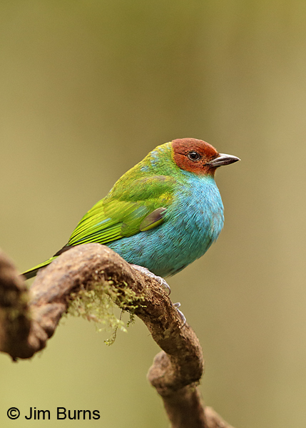 Bay-headed Tanager vertical