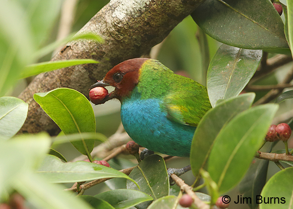 Bay-headed Tanager with fig