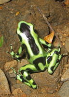 Green Poison-arrow Frog