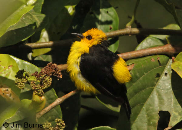 Black-and-yellow Tanager male
