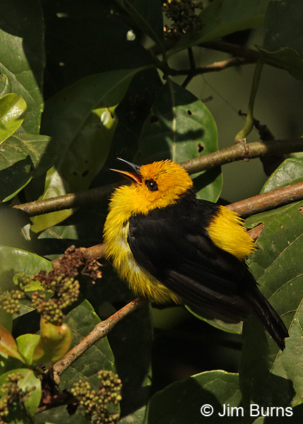 Black-and-yellow Tanager male singing in figs