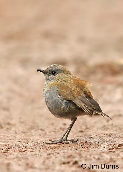 Black-billed Nightingale-Thrush adult male