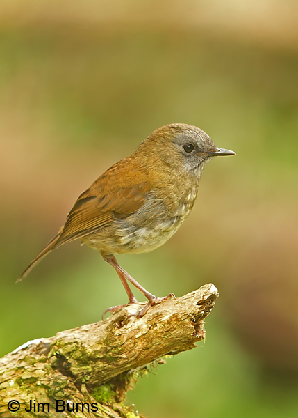 Black-billed Nightingale-Thrush juvenile