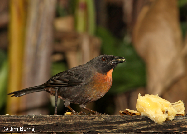 Black-cheeked Ant-Tanager feeding on bananas