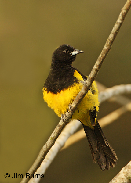 Black-cowled Oriole male, Solimar
