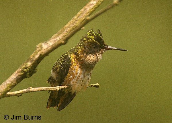 Black-crested Coquette female showing crest