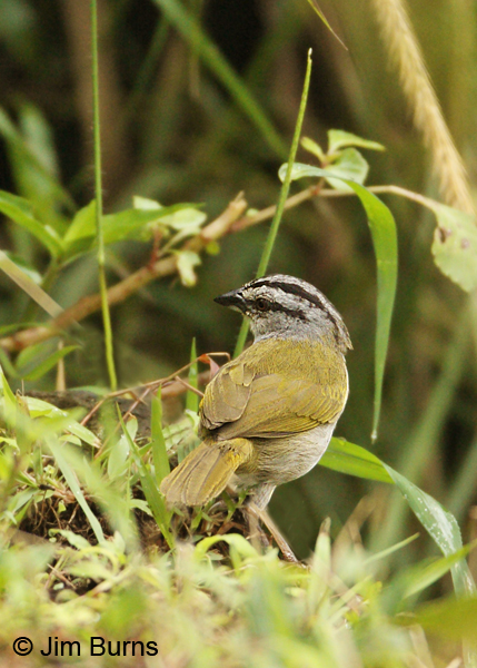 Black-striped Sparrow dorsal view