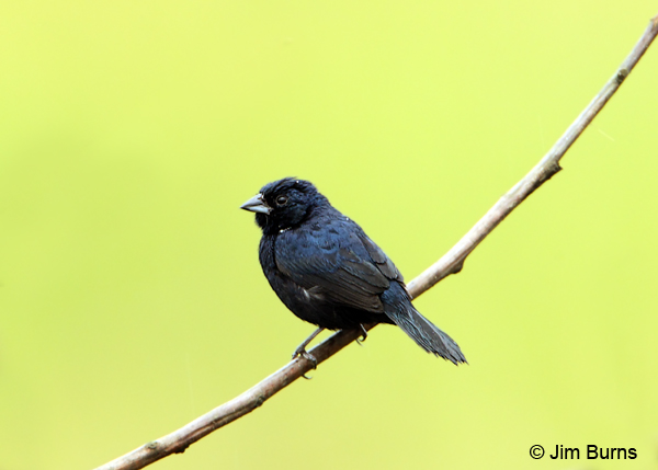 Blue-black Grassquit male