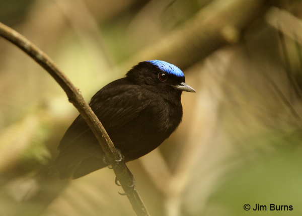 Blue-crowned Manakin male