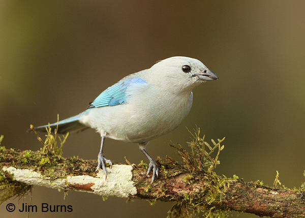 Blue-gray Tanager on mossy branch