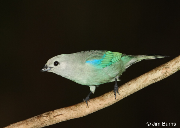 Blue-gray Tanager wingcolors
