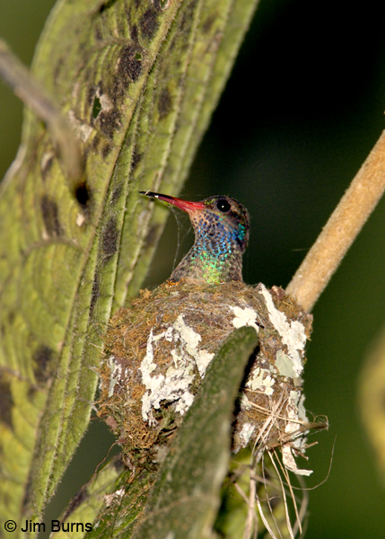  Blue-throated Goldentail applying spider webbing to new nest