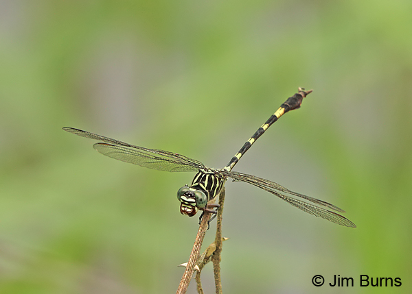 Broad-striped Forceptail male jaws open, Cano Negro, CR, August 2014