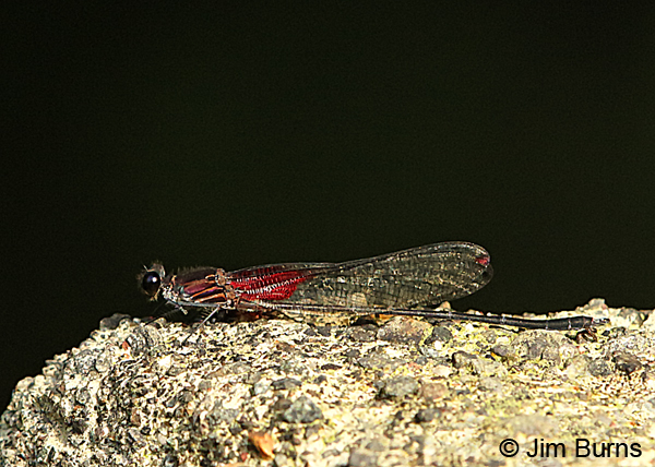 Bronze Rubyspot male, Guapiles, CR, December 2017