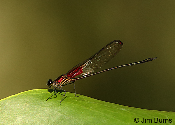 Bronze Rubyspot male #2, Guapiles, CR, December 2017