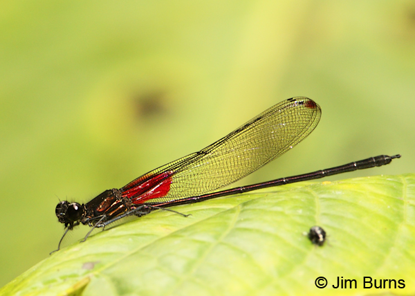 Bronze Rubyspot male, San Gerardo, CR, April 2012