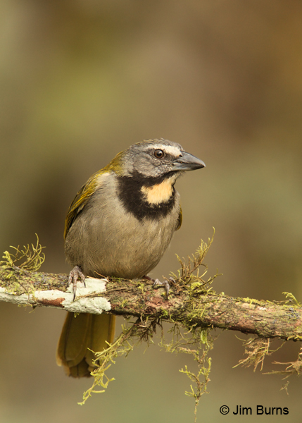 Buff-throated Saltator ventral view