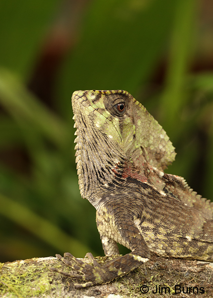 Casque-headed Lizard close-up