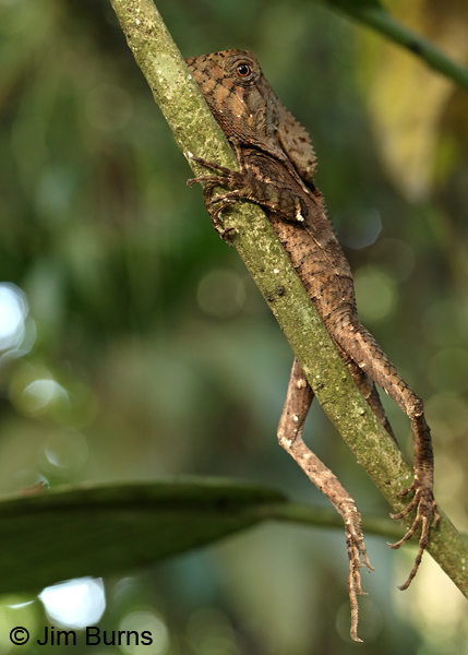 Casque-headed Lizard on branch