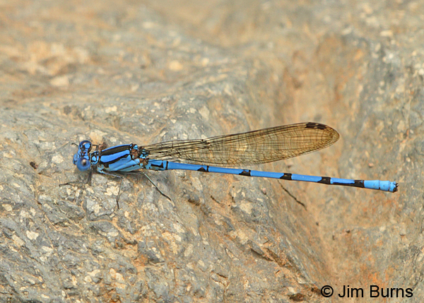 Cerulean Dancer male dorsal view, Turrialba, CR, August 2014