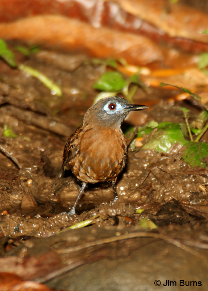 Chestnut-backed Antbird female Caribbean race