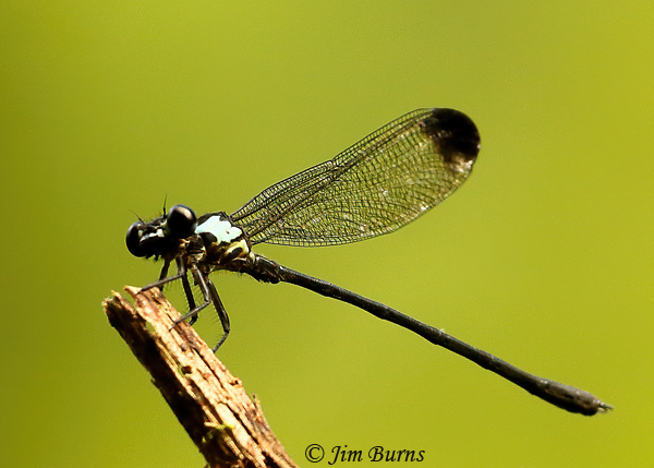 Chirripo Cora male, donnellyi form, San Gerardo, CR, April 2012--3926