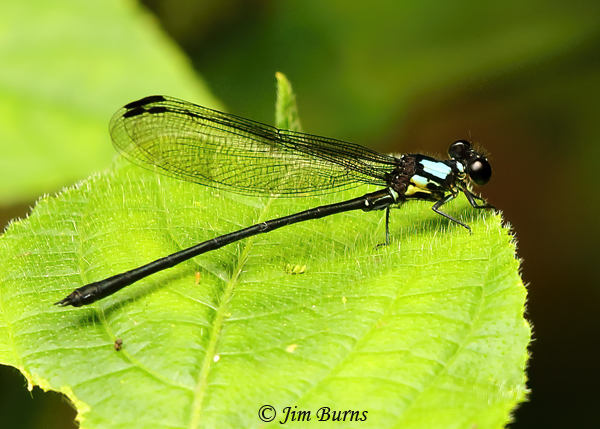 Chirripo Cora male, chirripa form, Tapanti NP, CR, August 2014--4628