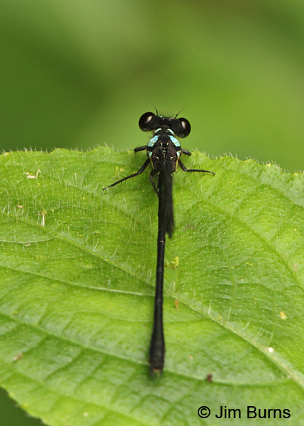 Chirripo Cora male dorsal view, Tapanti NP, CR, August 2014