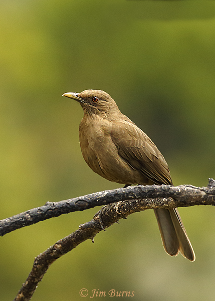 Clay-colored Thrush lateral view--5653