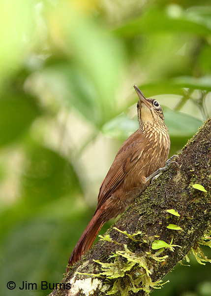 Cocoa Woodcreeper ventral view