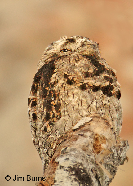 Common Potoo close-up