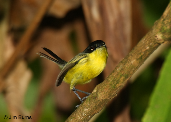 Common Tody-Flycatcher ventral view
