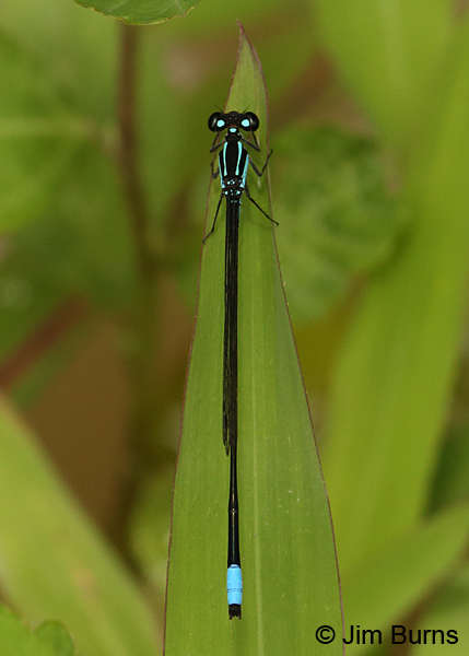Costa Rican Wedgetail male dorsal view, Turrialba, CR, August 2014