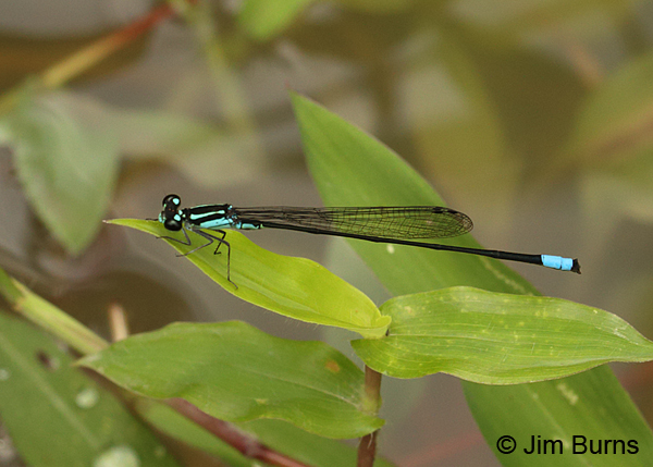 Costa Rican Wedgetail male, Turrialba, CR, August 2014