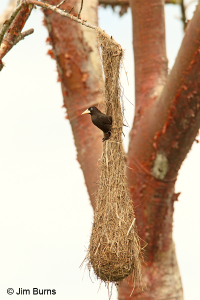 Crested Oropendola sitting in nest