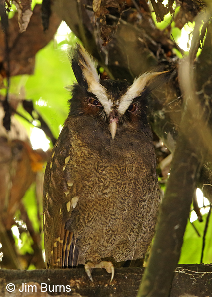 Crested Owl on day roost