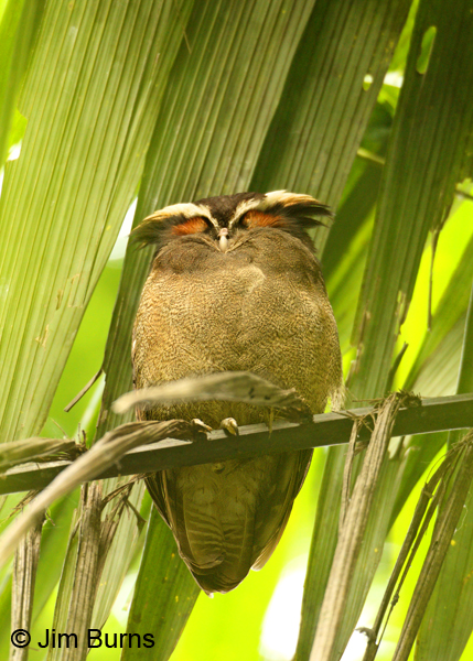 Crested Owl sleeping in palm