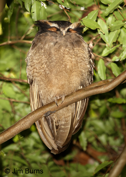 Crested Owl sleeping on day roost