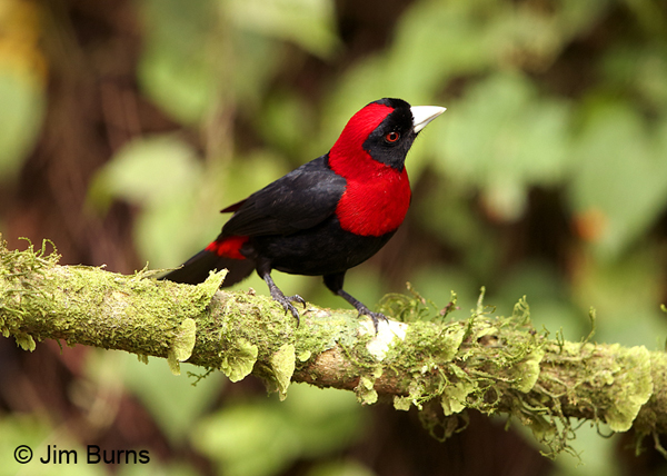 Crimson-collared Tanager, mossy branch
