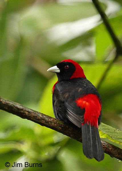 Crimson-collared Tanager dorsal view