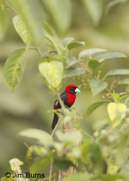 Crimson-collared Tanager in foliage