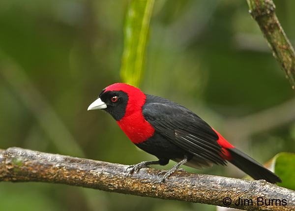 Crimson-collared Tanager horizontal