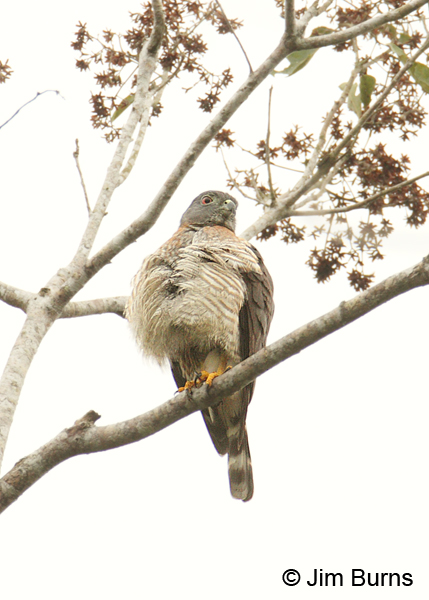 Double-toothed Kite